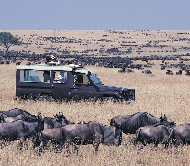 Best Time to Visit Kenya for Safari