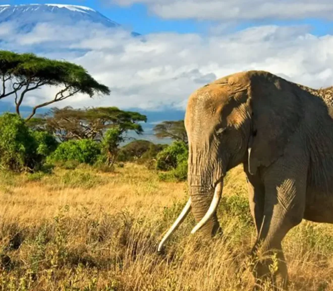 Explore the Wonders of Kenya: Top Tourist Destinations You Can’t Miss