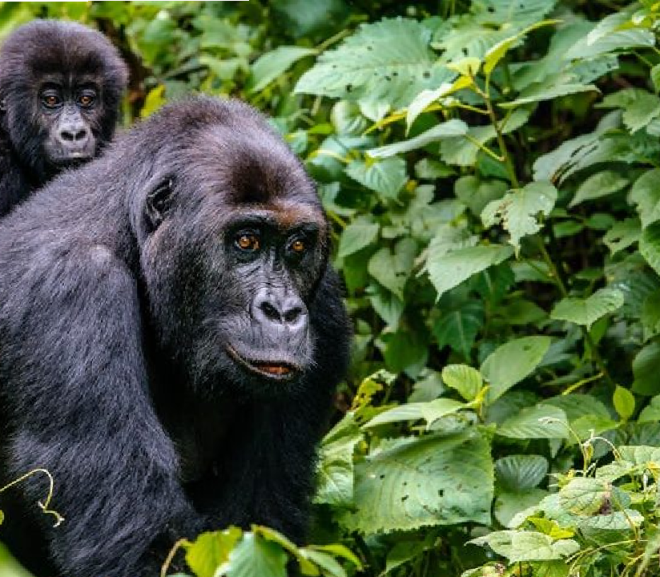 Virunga National Park Congo