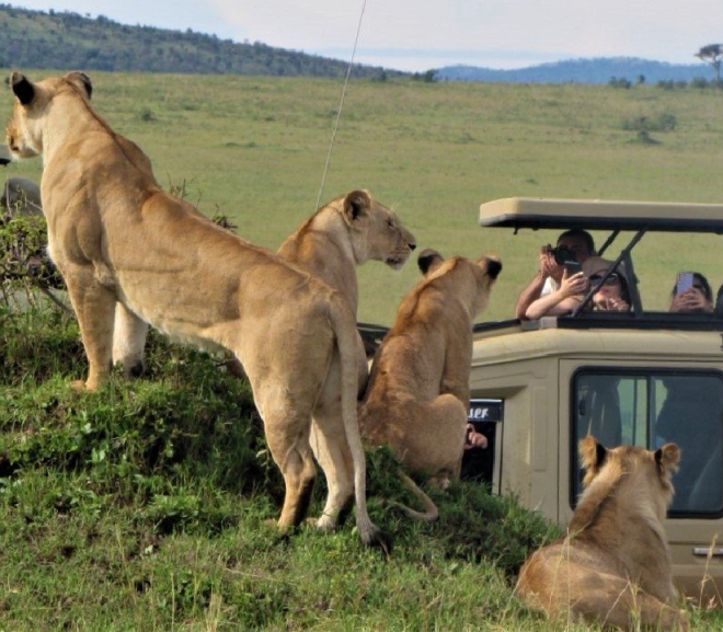 Kenya Safari Tours with Kids