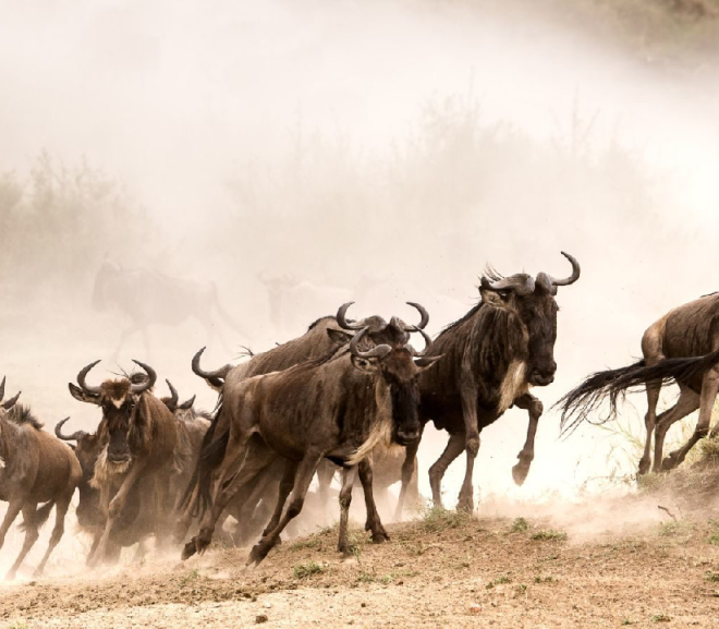 Great Wildebeest Migration Safari