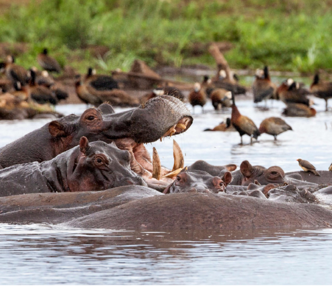 Lake Manyara National Park Tanzania