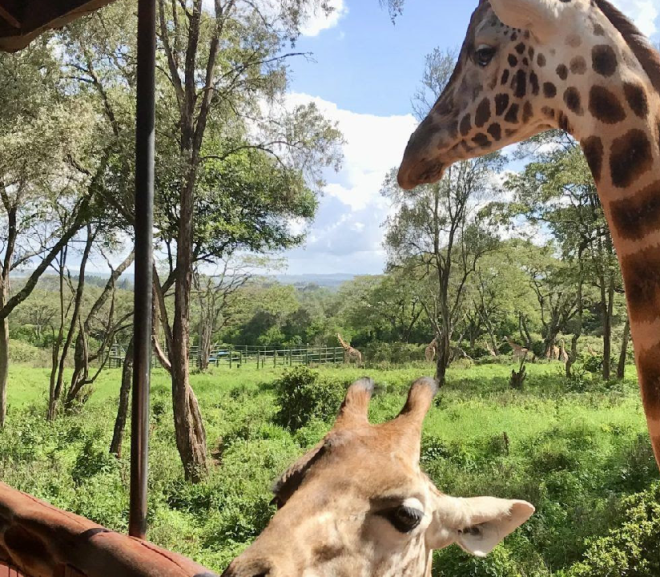 Giraffe Centre Day Tour Nair