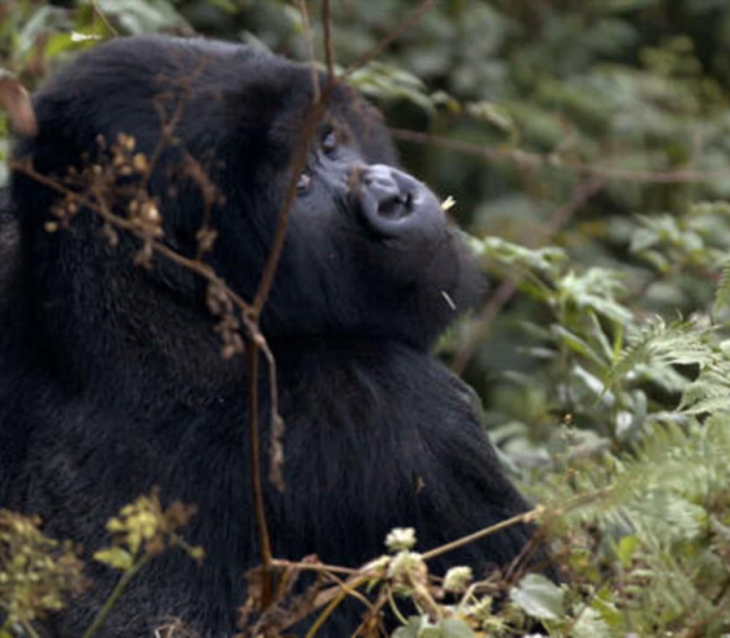 Gorilla Trekking Adventure in DR Congo