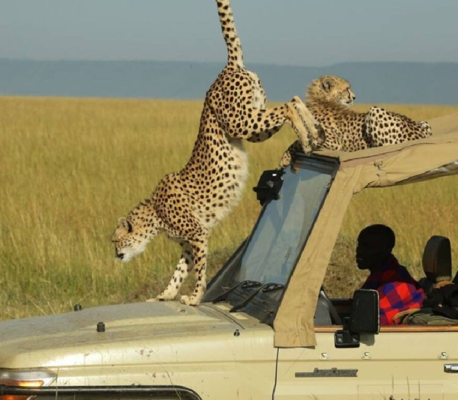 Africa Kenya Safaris